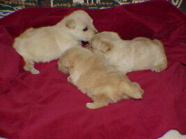 wheatens