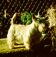 wheatens