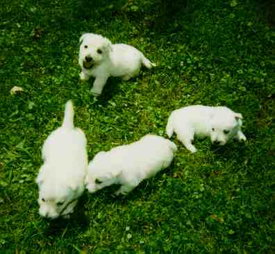 wheatens