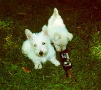 wheatens
