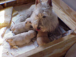 puppies