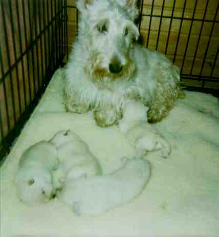puppies