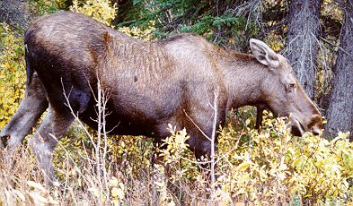 cowmoose