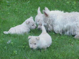 puppies