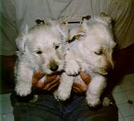 wheatens