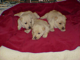 puppies