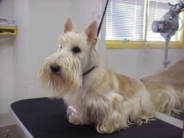 wheatens
