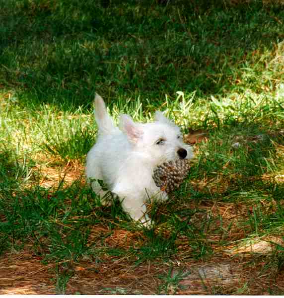 wheatens