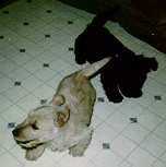 mox&blck