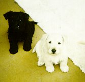 Nellie&Norrie