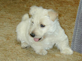 wheatens