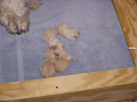 wheatens