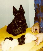 puppies
