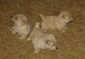 wheatens