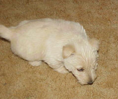wheatens