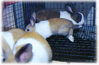 Dutch Bunnies