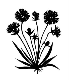 Coreopsis, silhouette by Annegret Goehring