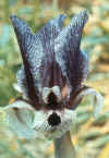 acutiloba.jpg (224086 bytes)