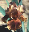 charm-im.jpg (11062 bytes)