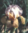 comm.jpg (9957 bytes)