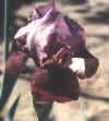 deborah.jpg (8198 bytes)