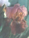 fa.jpg (7907 bytes)