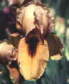 honeydov.jpg (12450 bytes)