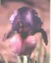 mm.jpg (8759 bytes)