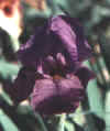 mycap.jpg (11161 bytes)
