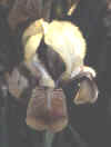 turtopaz.jpg (8356 bytes)