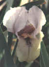 wannabee.jpg (29961 bytes)