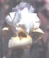 wwm.jpg (8930 bytes)