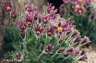 Fleurs