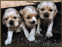 Cocker puppies -Thanks Jim!