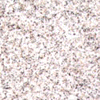 Sundance Spas Colors