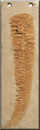 Fern Fossil