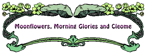Moonflowers,
Morning Glories and Cleome
