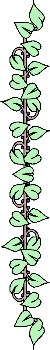Vine