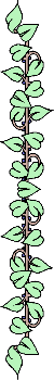 Vine