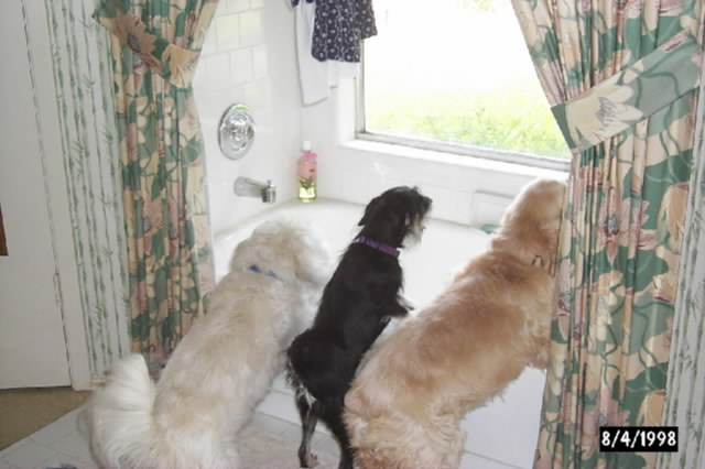 Barking at the Lawn Mower