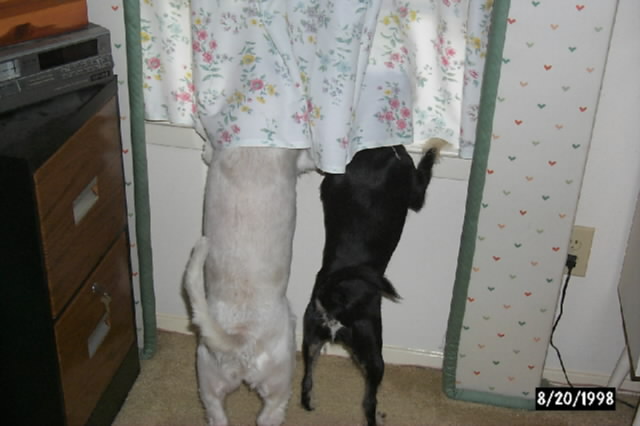 Watching the neighbors