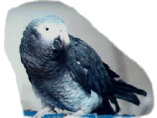 Male African Grey