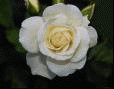 picture of flower