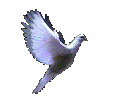 gabbiano.gif (36661 byte)