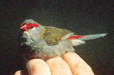 Red-browed firetails travel in flocks.