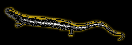 Long-Toed Salamander