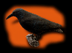 a crow decoy