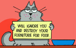 visual cat humor