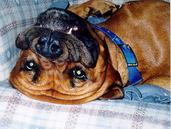 Dodger likes to sleep upside down on the couch!
