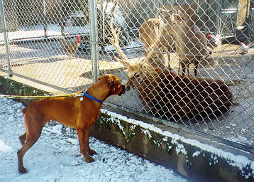 Dodger visits the zoo!